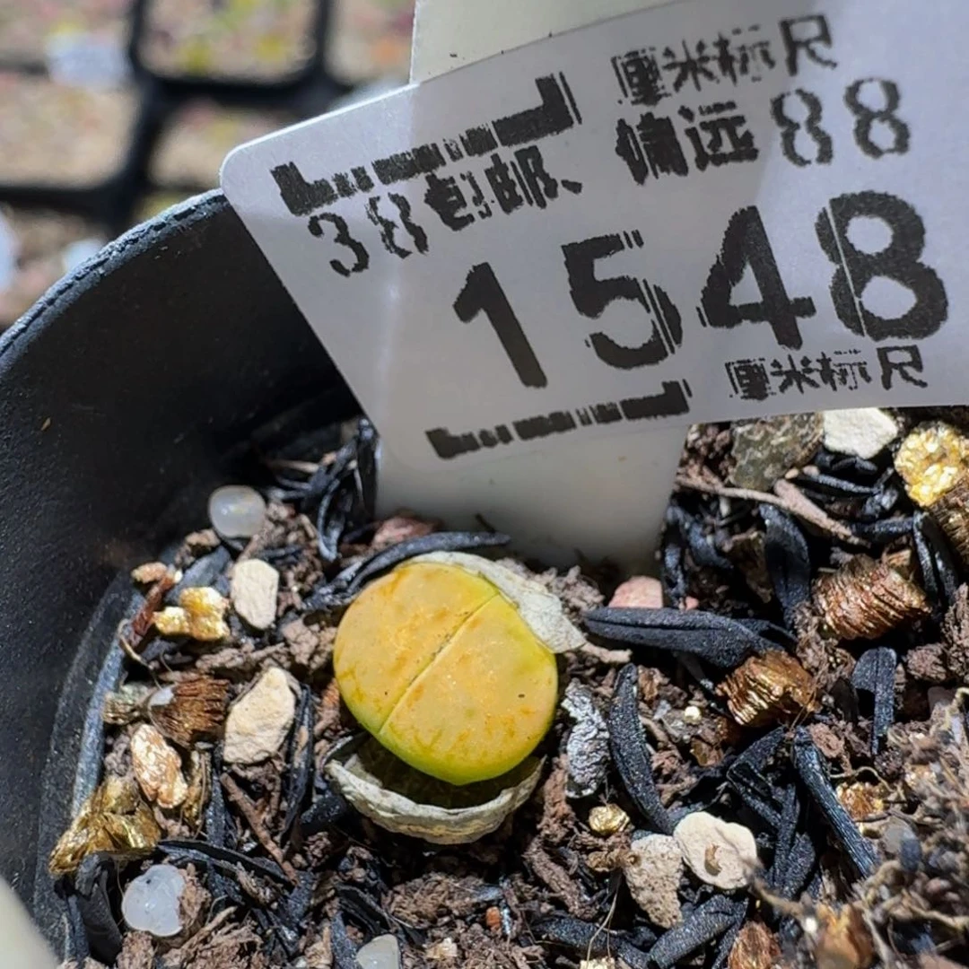 芒***莓Zzzz生石花肉锥1548