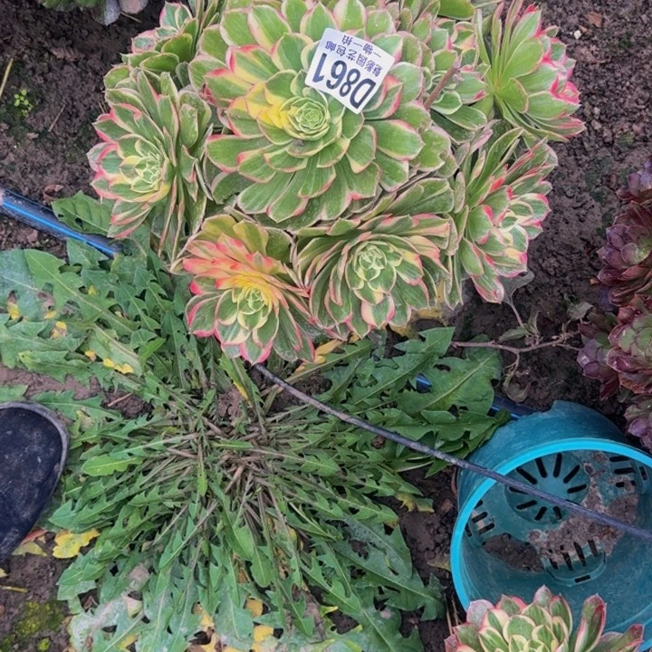 大***儿海燕花花25-36包邮花花