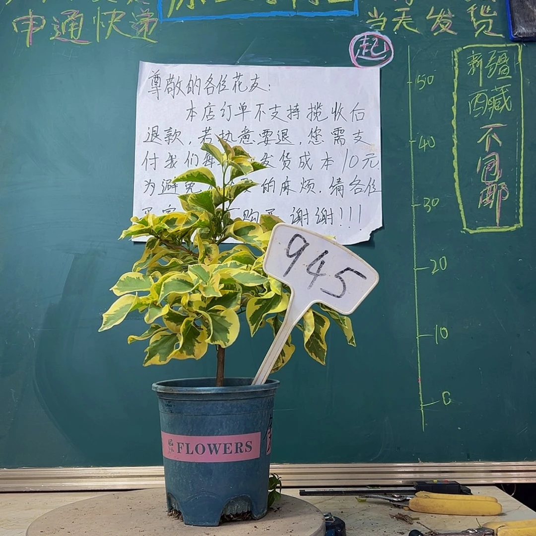 当前无花栽培后可以开花金边黄945