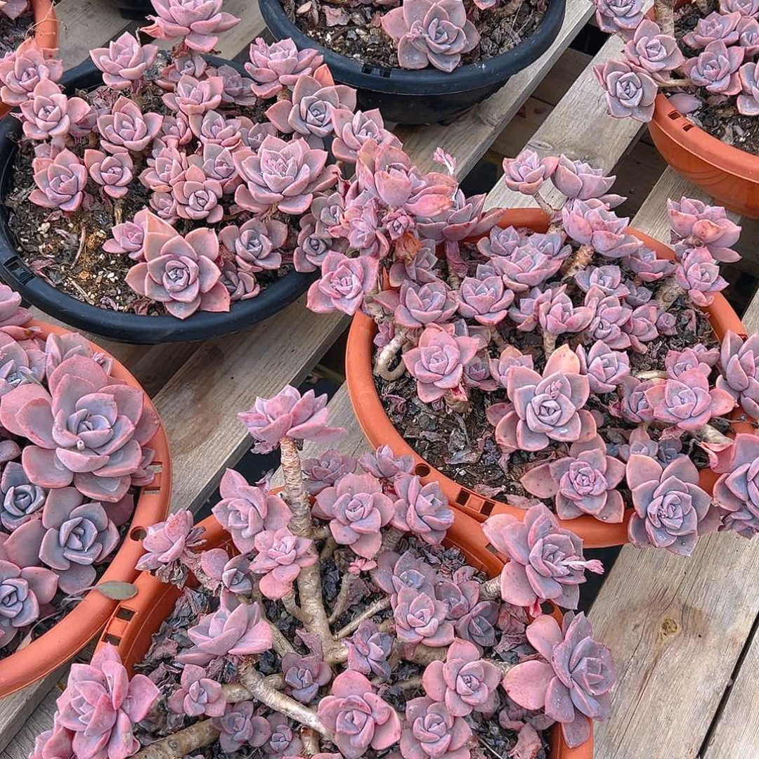 大颗彩虹糖，满18包邮