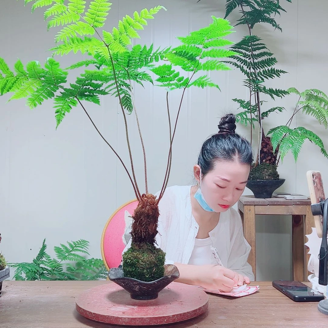 无花朵金丝虹鳞蕨