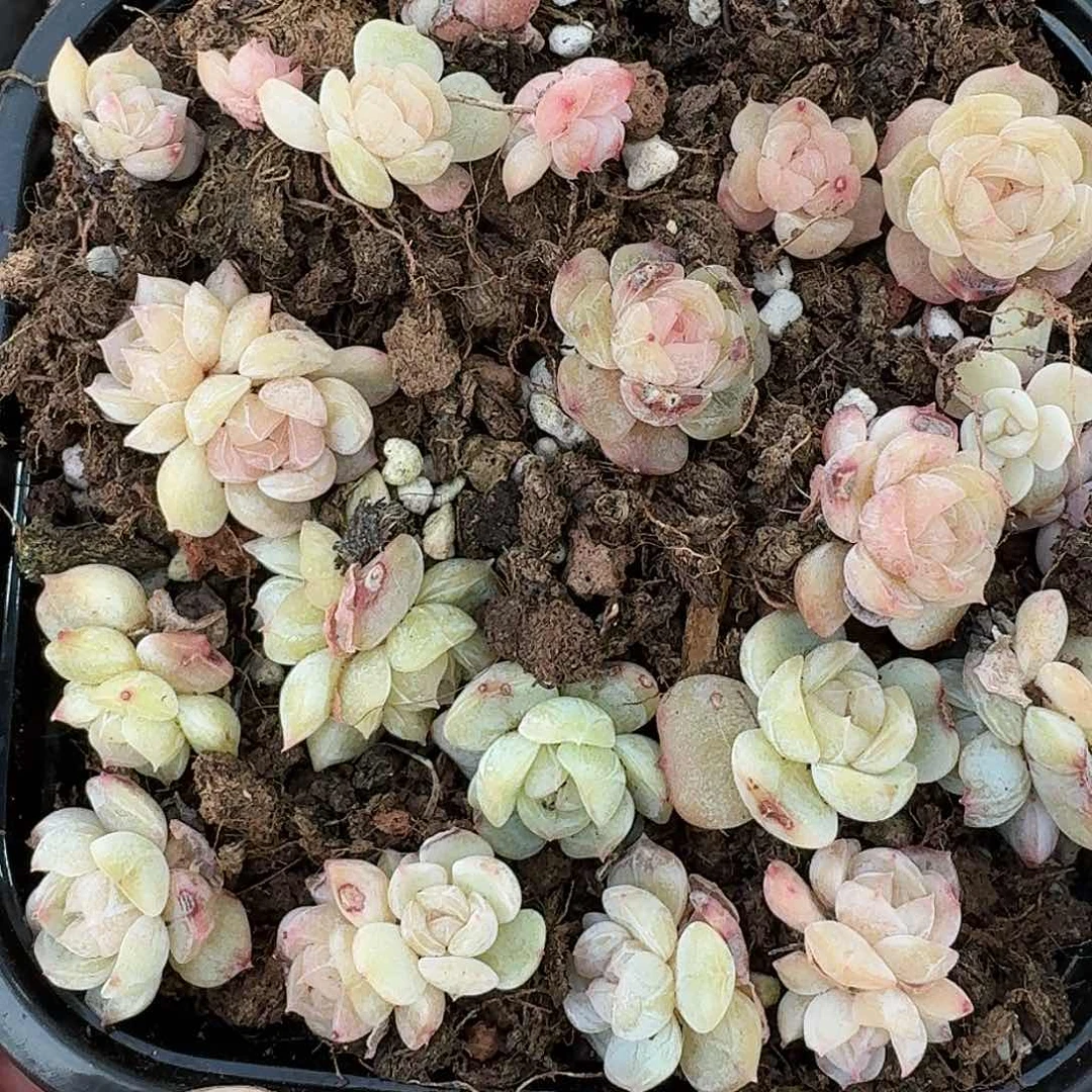 杂交新品珍妮多肉438