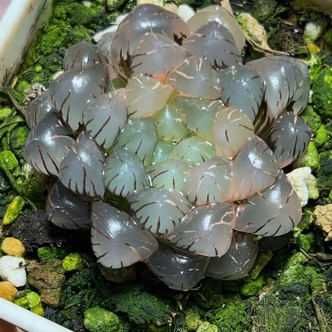 恭喜发财大吉大利814