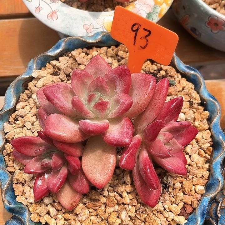贺菲斯托93号码牌子