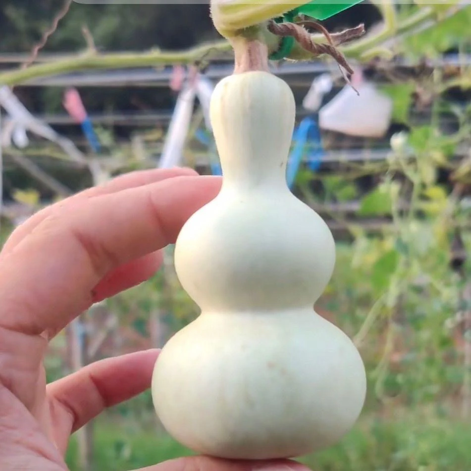 葫芦文玩大葫芦种子链接