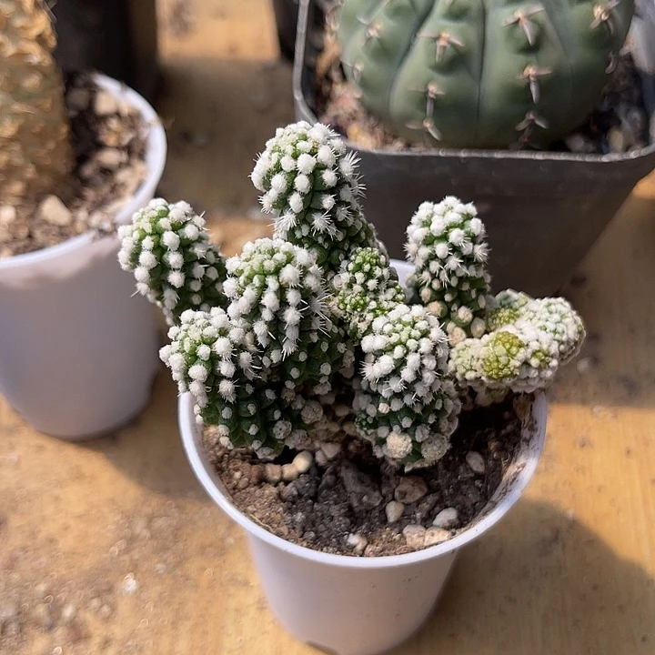 无花朵明日香姬缀化仙人球