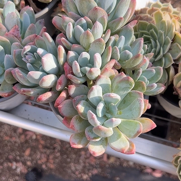 灰姑娘多肉植物精品