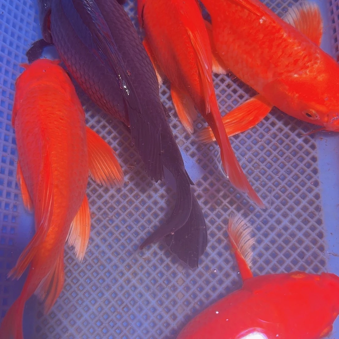 蝴蝶鲤鱼红蝴蝶墨蝶5