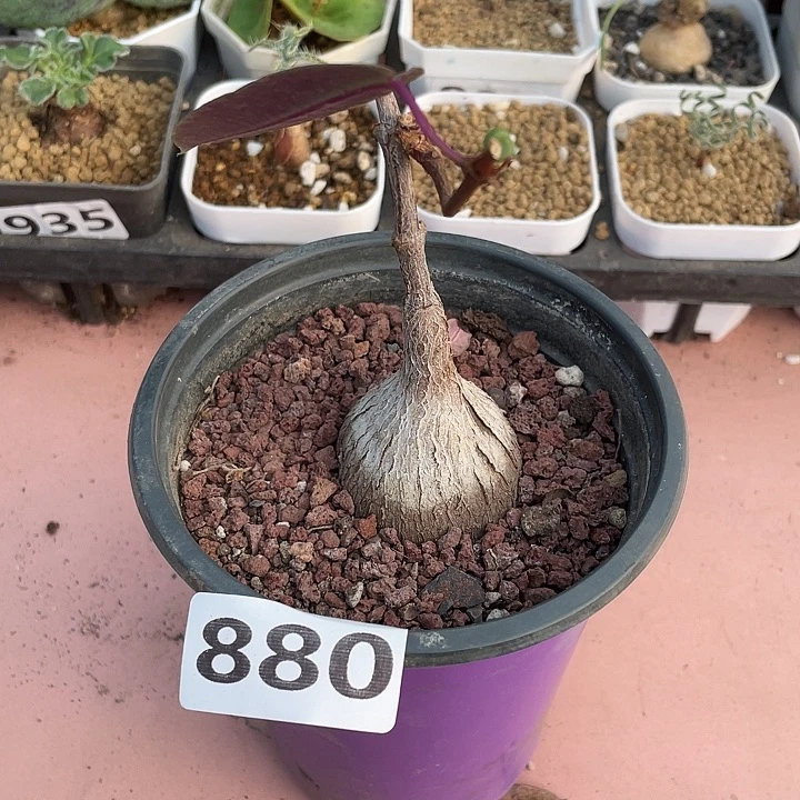 880紫背箩魔块根，