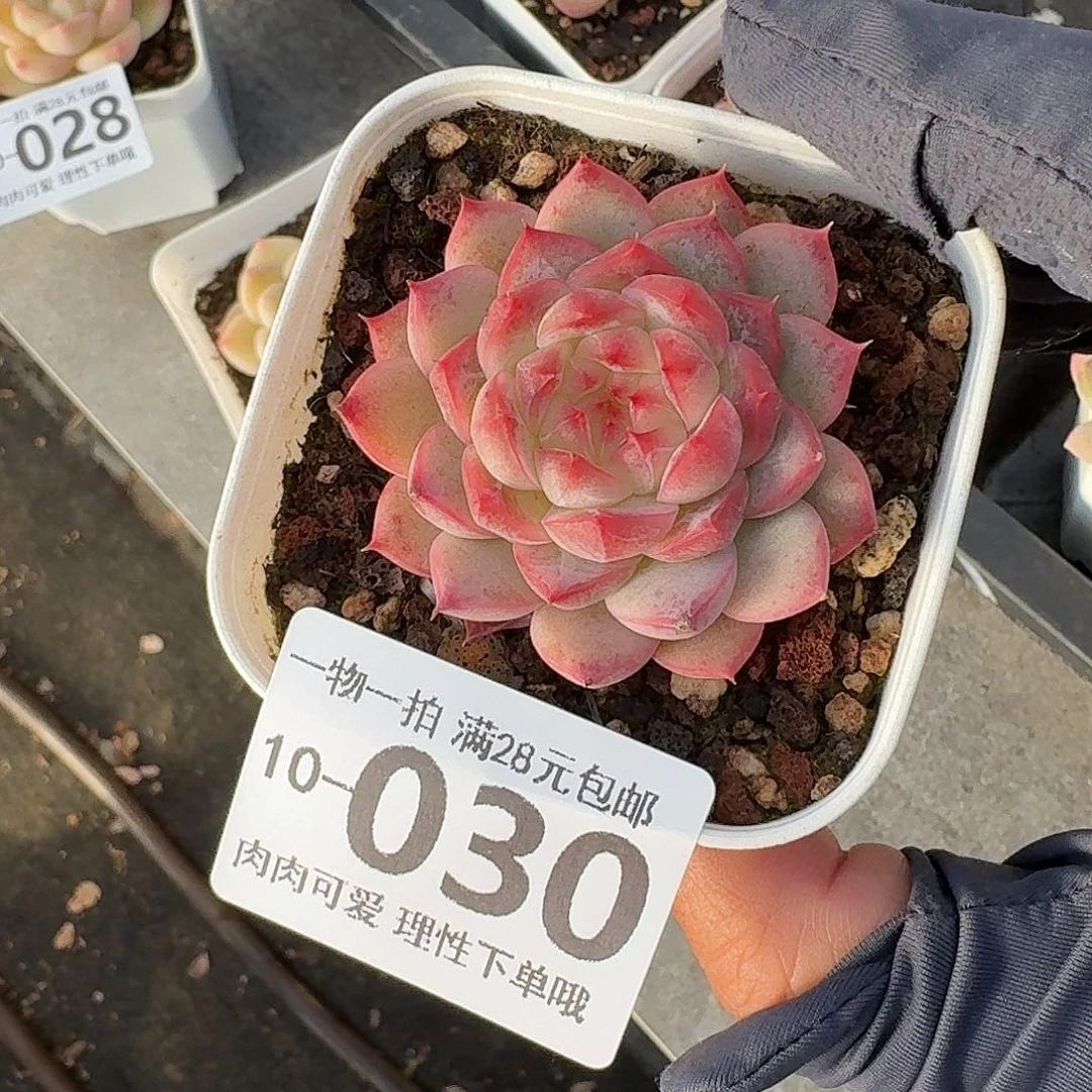 优选珍妮无盆土发货无