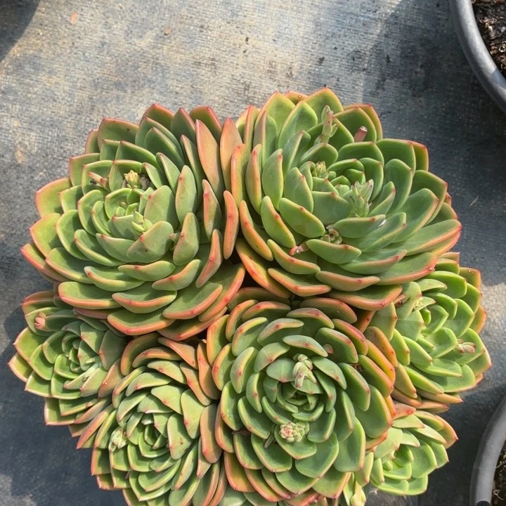 翠花杂。    35。