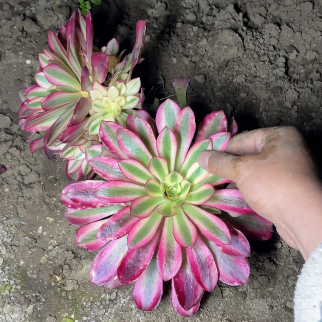 凤冠樱花多肉法师断枝不包