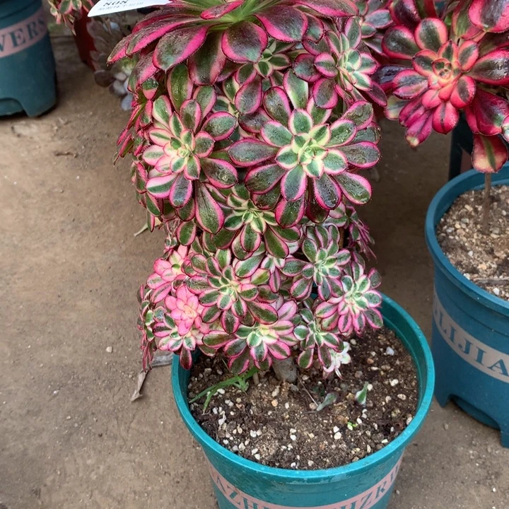 808冰淇淋多肉植物特价