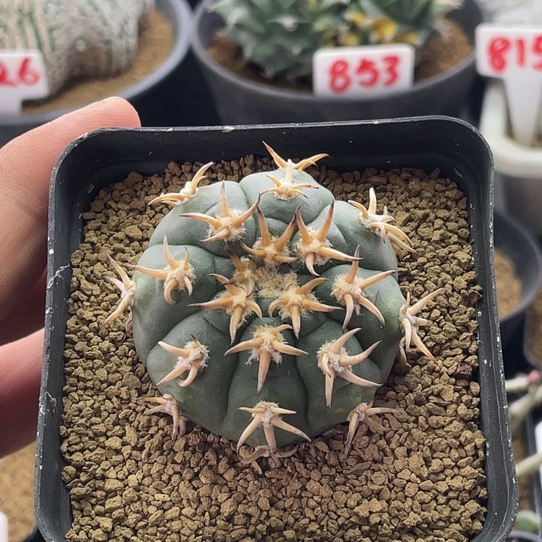 九刺天平猫爪仙人球 带盆土包邮