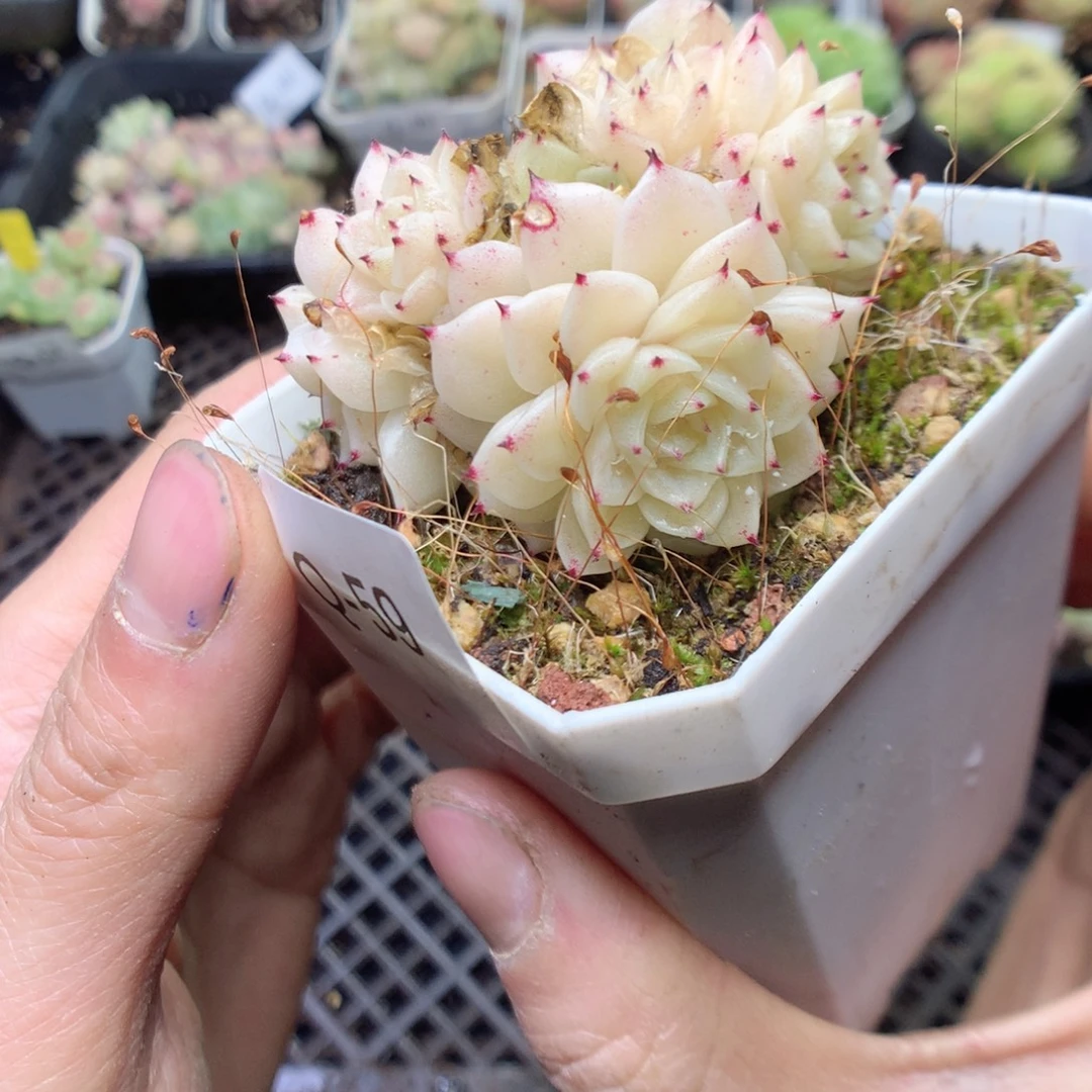 无花朵Q59。yyyyyyyy