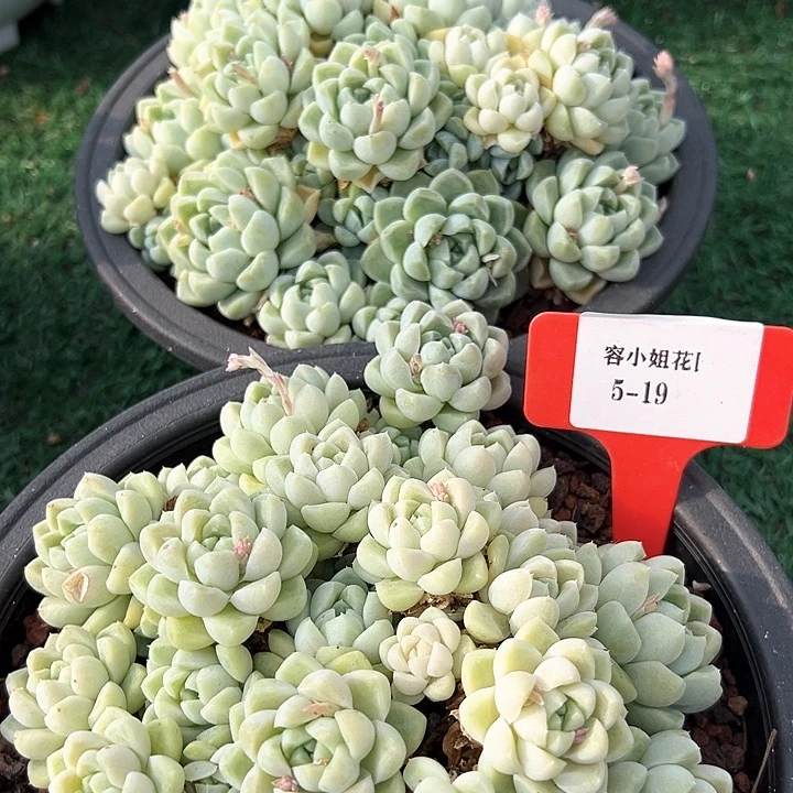 5.19蓝群影带盆一个