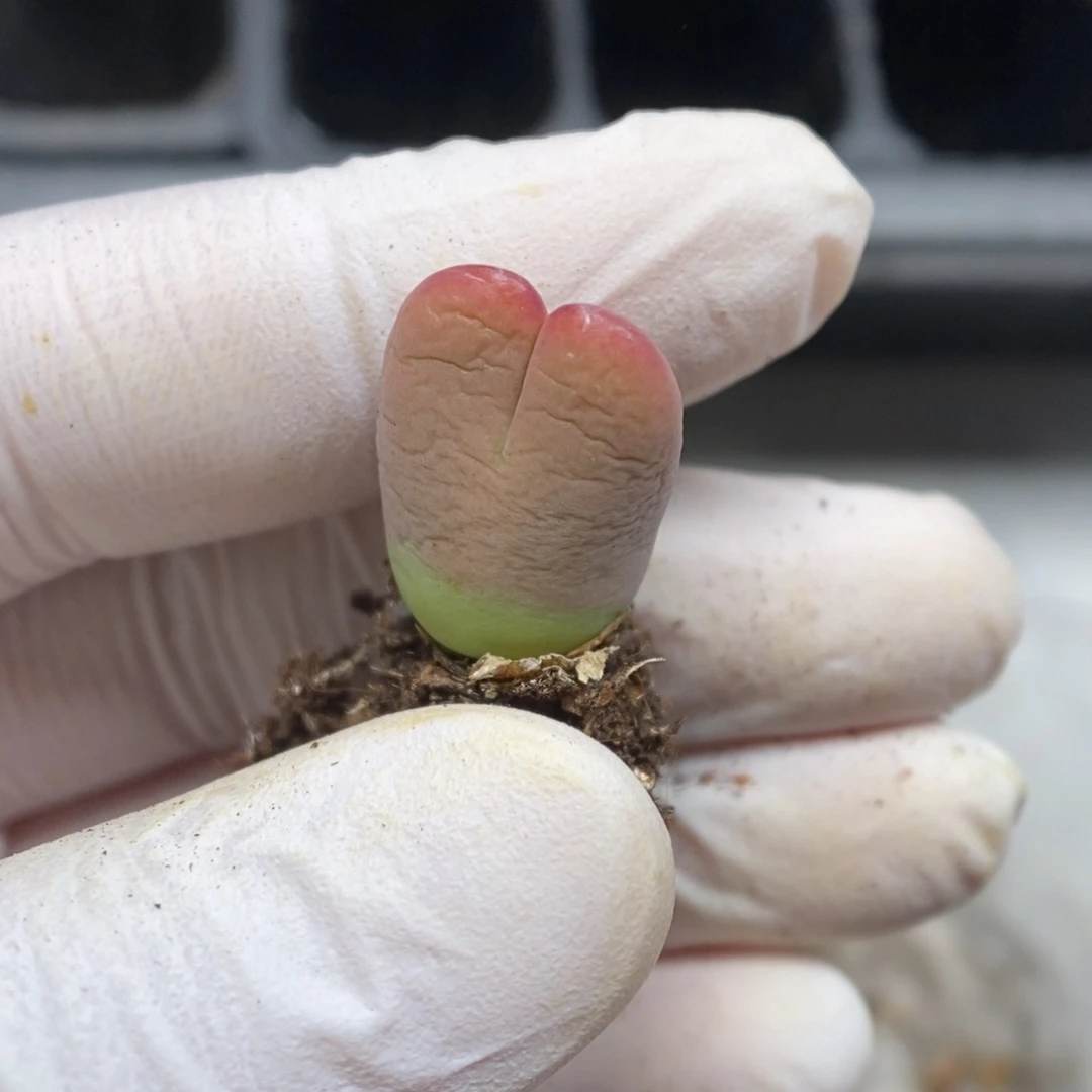 多肉植物肉锥杂交K-396 将杂