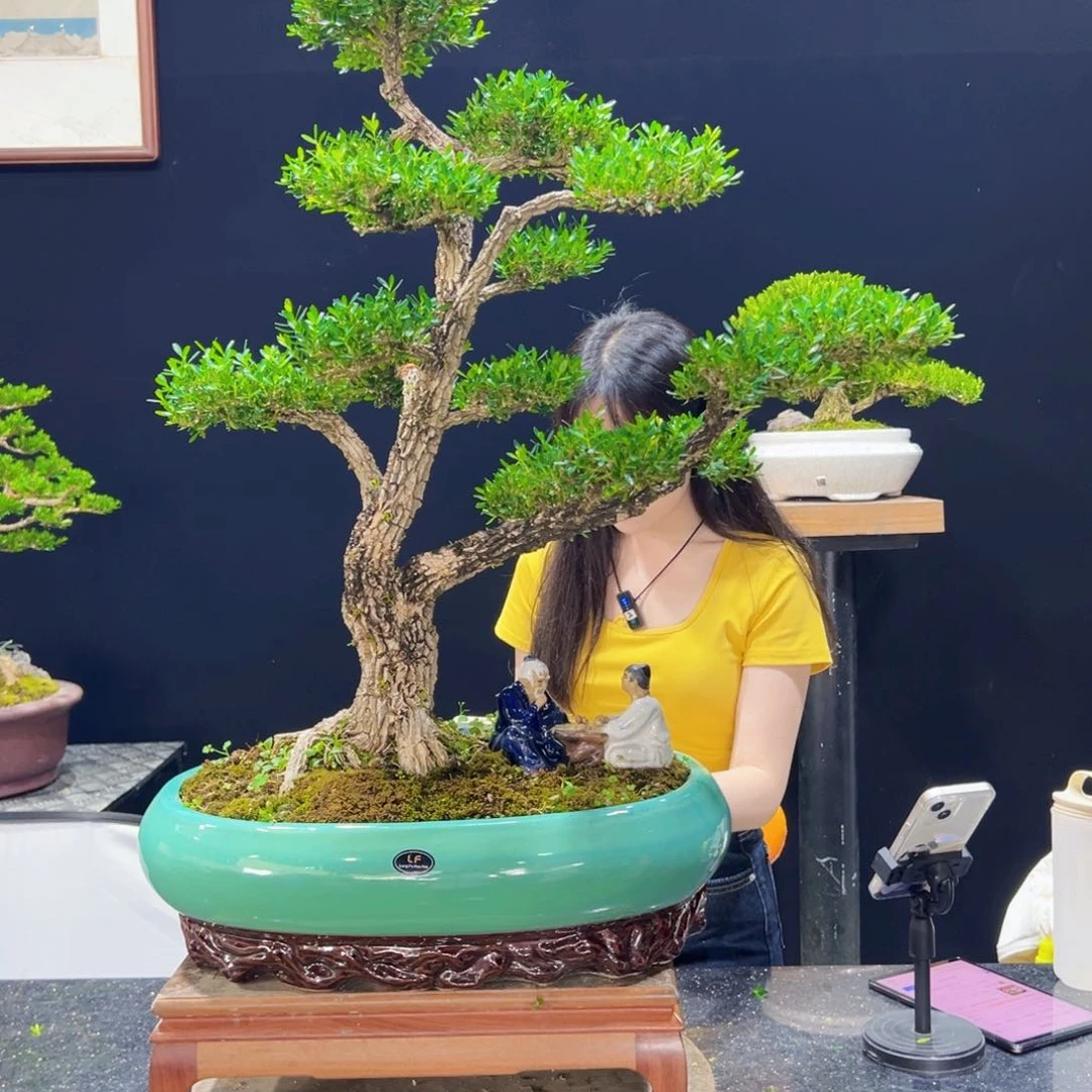 黄杨盆景老桩四季常青