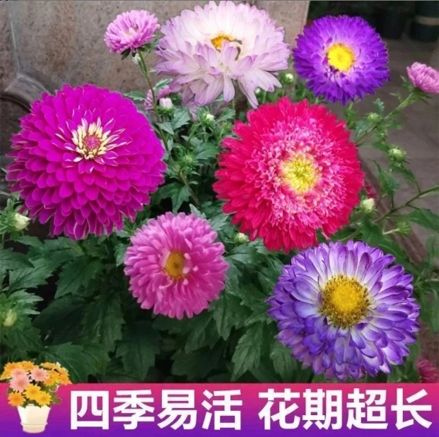 【糖果菊种子】家庭阳台小院盆栽地栽四季种植