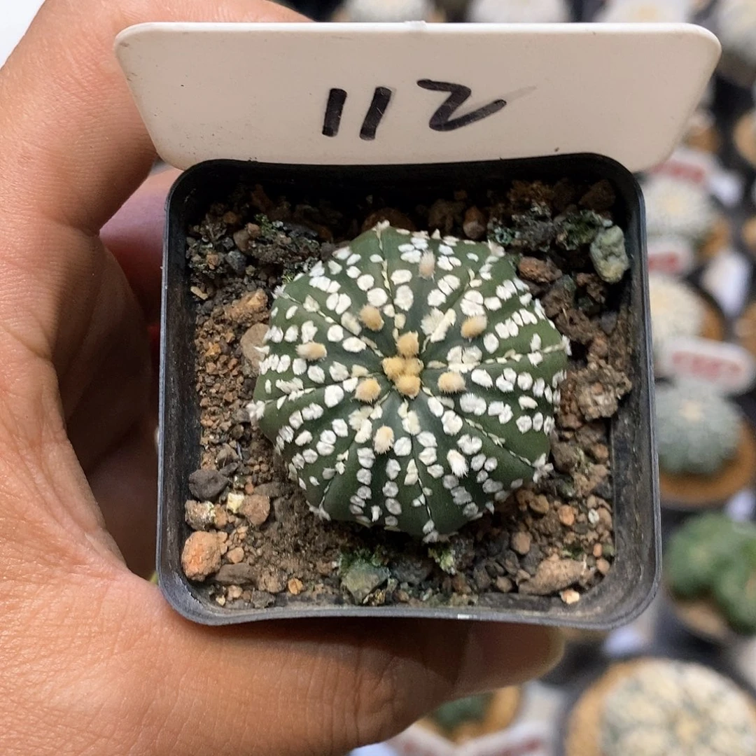 112福利特价来了哦吼吼