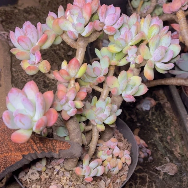 特价微瑕老桩全状态