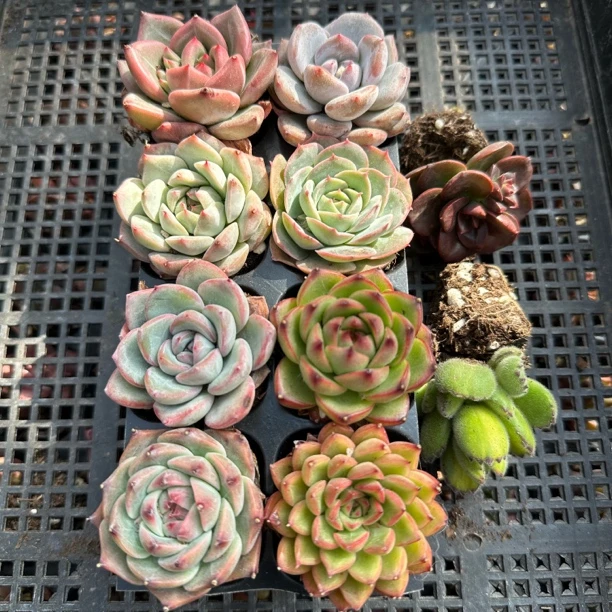 XIXA星弦内植10颗多肉植物组合盆栽基地精品带穴盘随机多肉植物