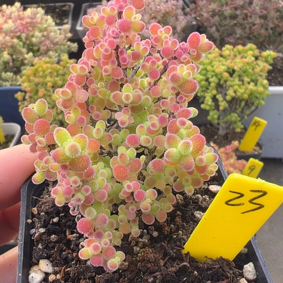 蜜橘糖球23号5.5cm盆