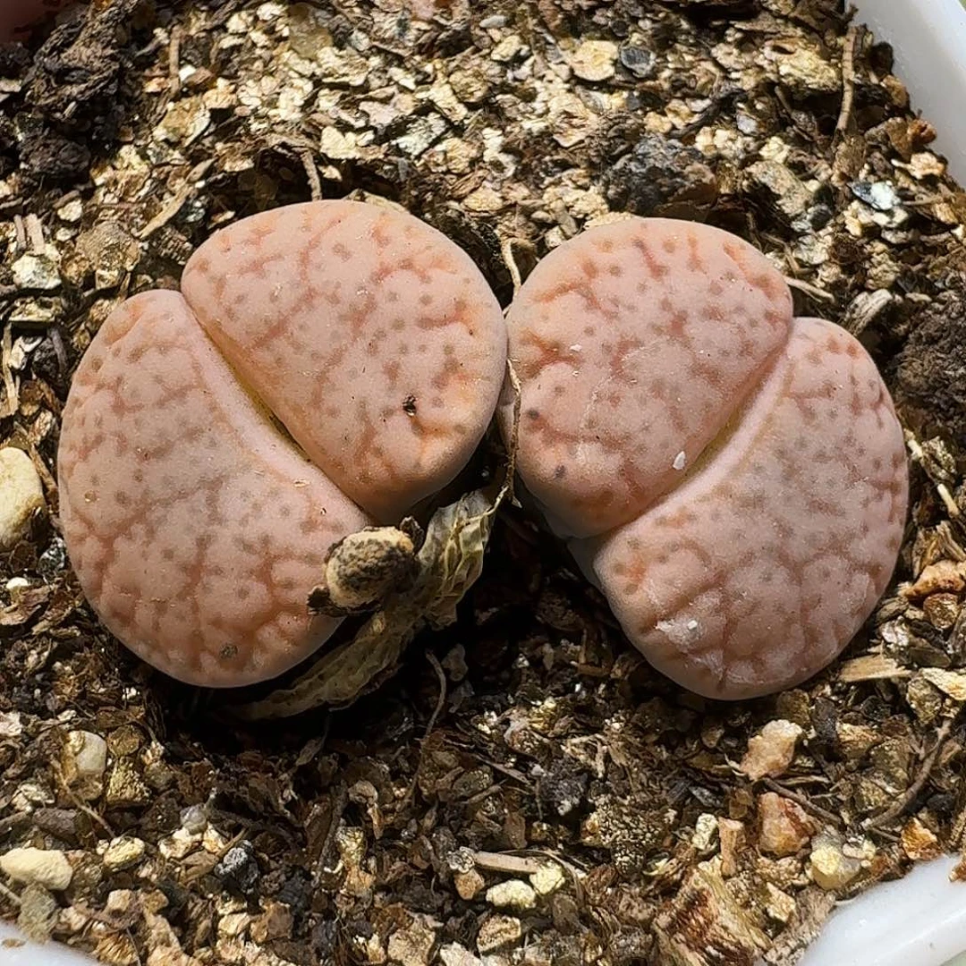 生石花121122。   231
