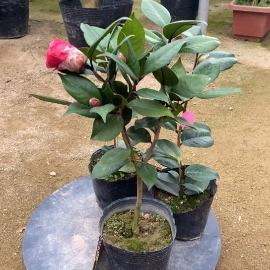 当前无花栽培后可以开花