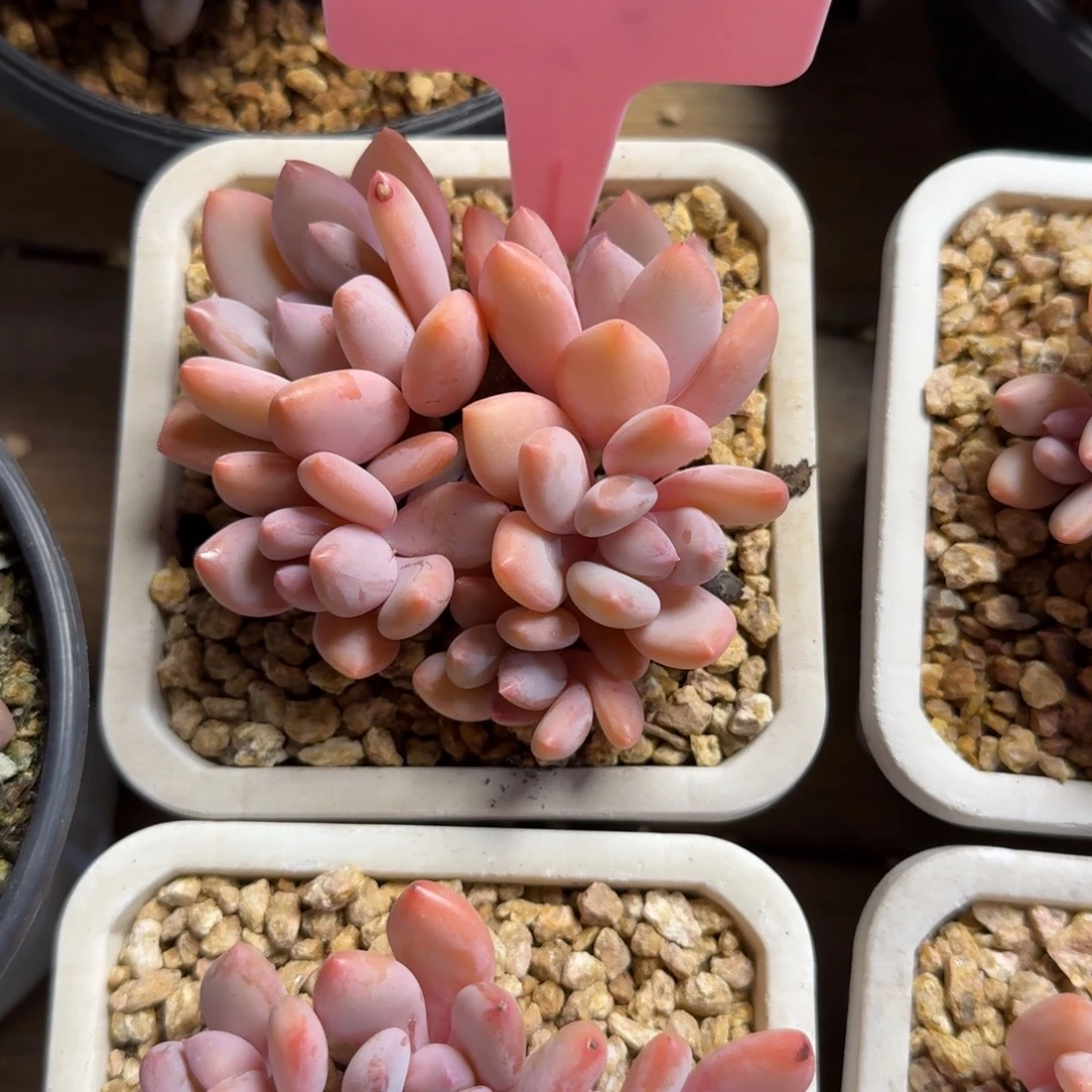 珍舞奶酪11111111111111