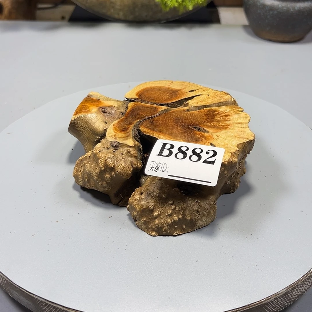 大果紫檀（缅甸花梨）j*歌