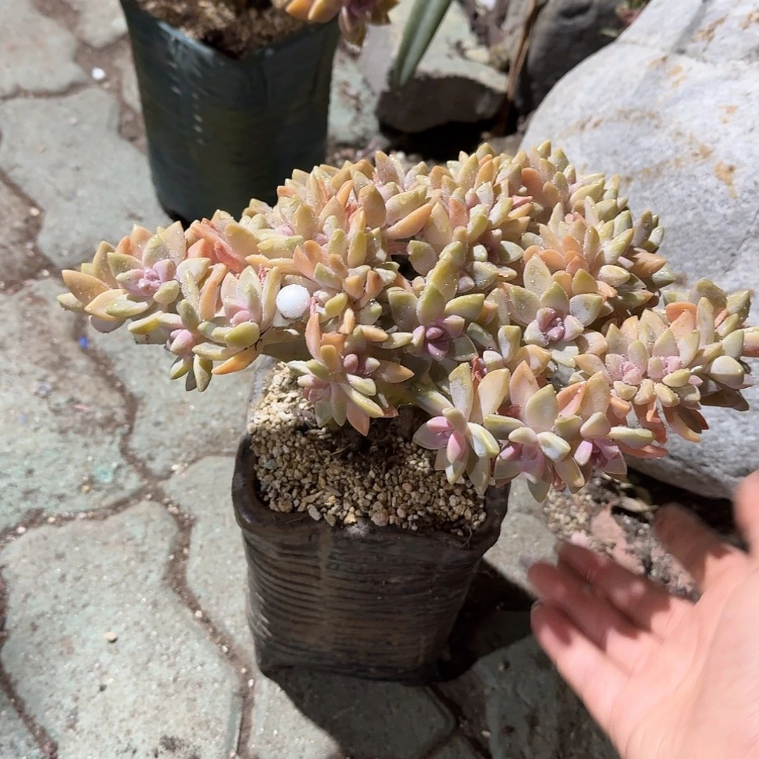 淡雪朵朵缀化多不带盆