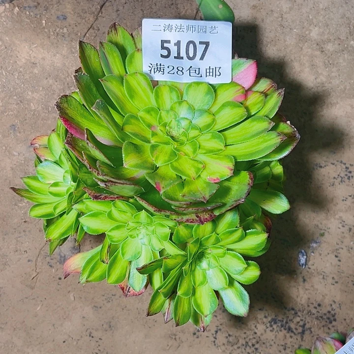 幸*5107无根知否修过侧牙多肉植物