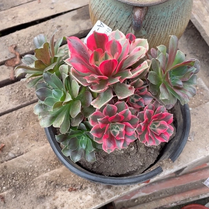 583女妖多肉12345675多肉