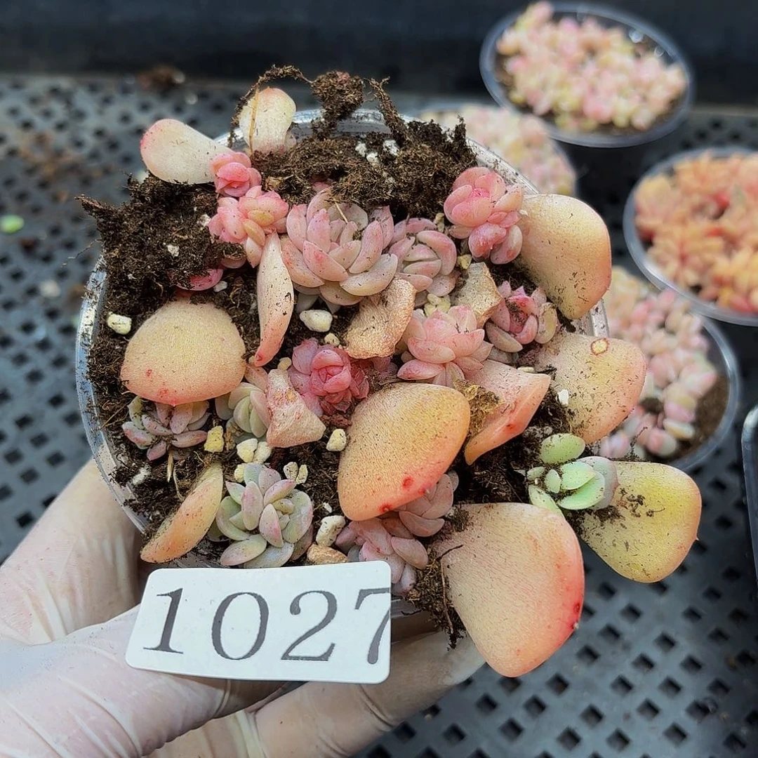 多肉植物多肉植物1027