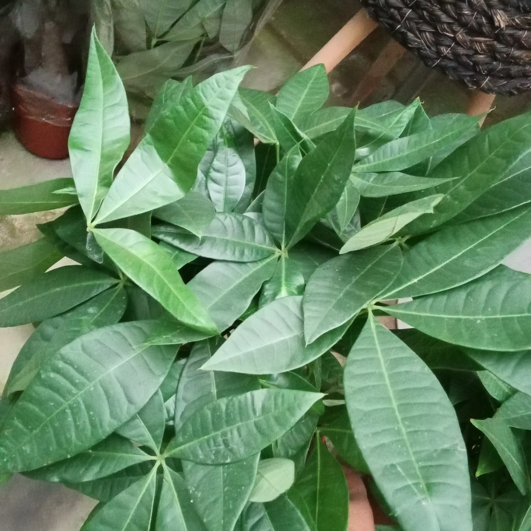 三杆发财树绿植盆栽盆栽绿植室内四季常青大棵吸甲醛八方