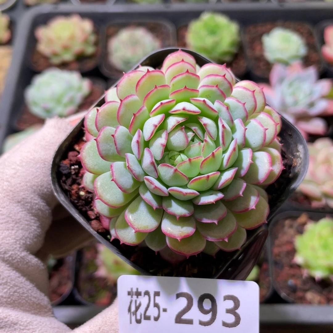 花利美25-293小红船