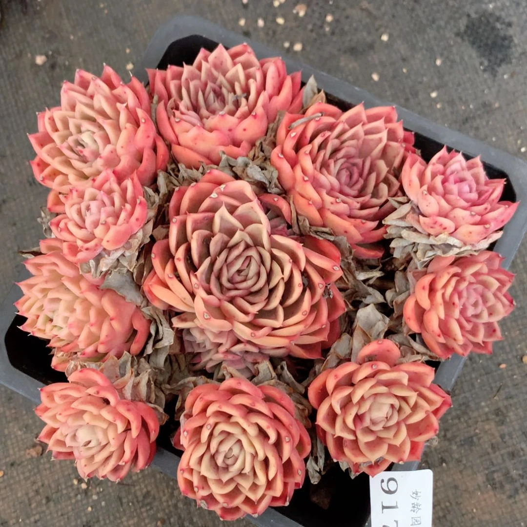 9179杂交多肉植物基地