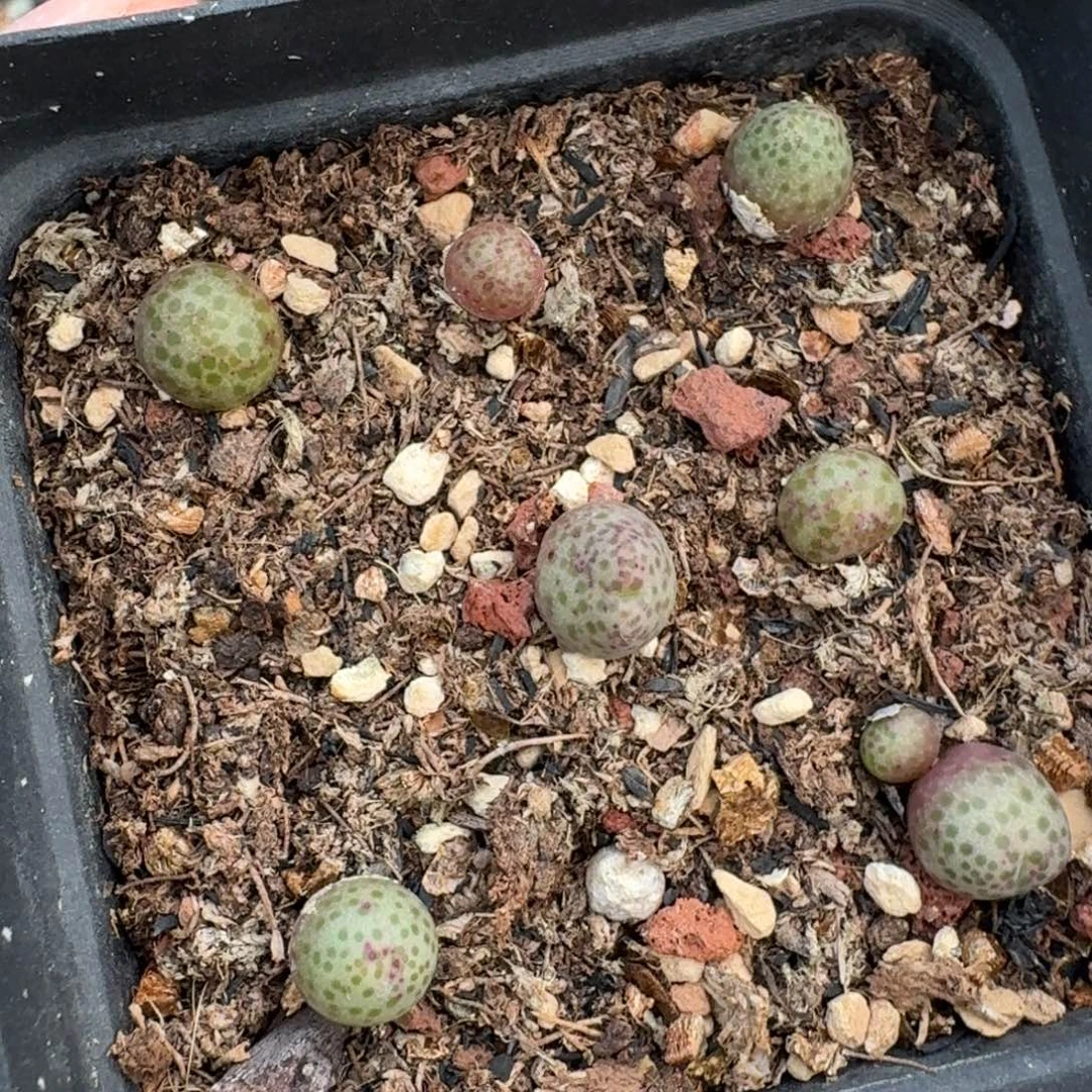 4146带盆发货带盆发货