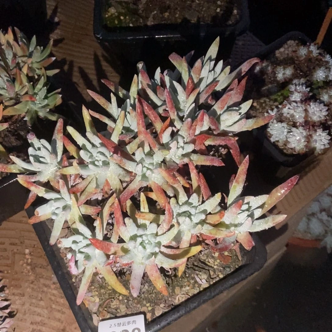 028爱瑞斯多肉植物