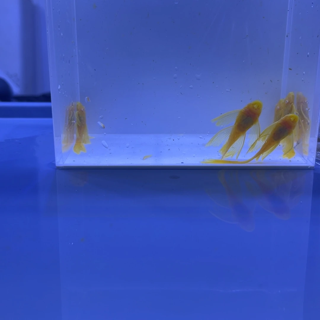孔雀鱼大帆5条开箱视频报损