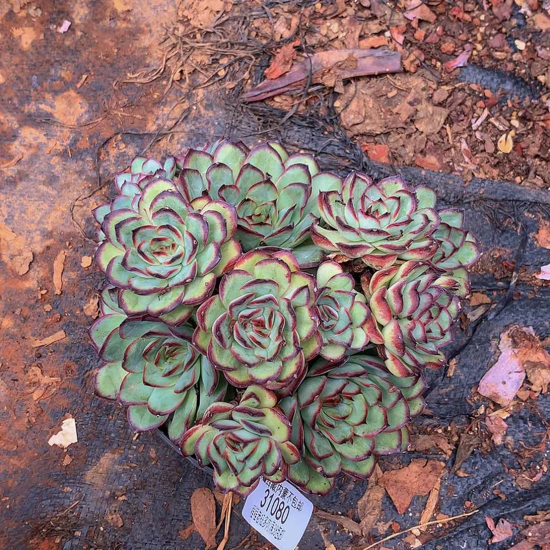 好*肉酱玫瑰31080多肉多肉