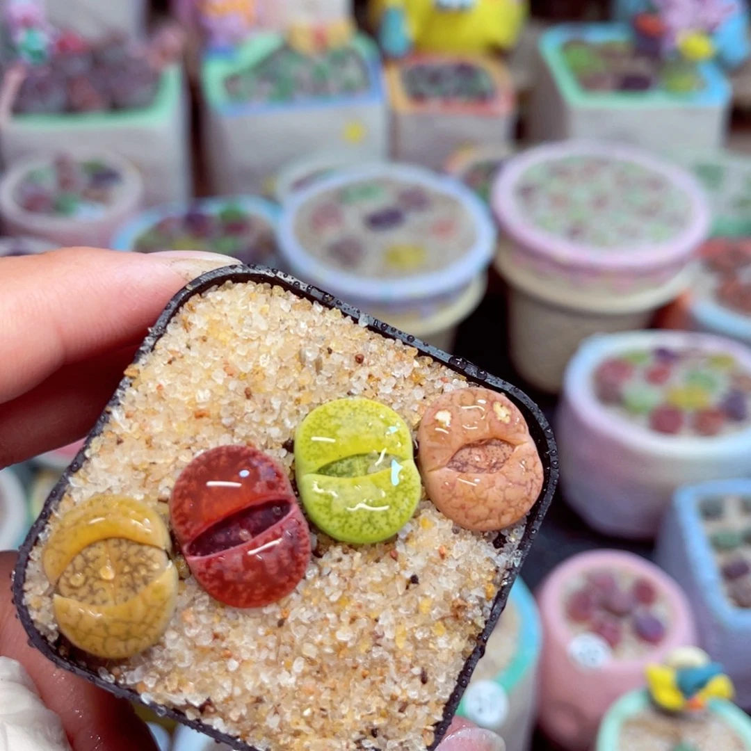 415  6789007645889987