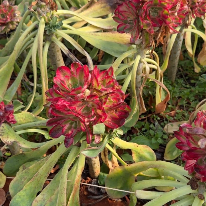 曳***青荔枝变异啊啊啊啊