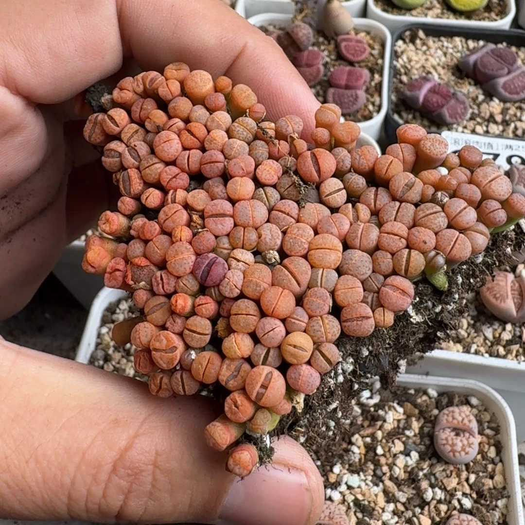 每****?G945新版红寿丽一年