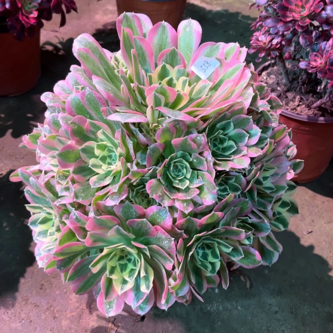 多肉植物白凤558