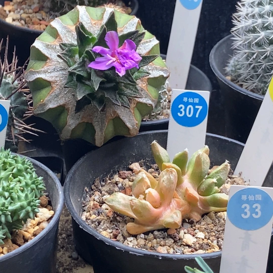 蛇专拍568775一棵仙人球