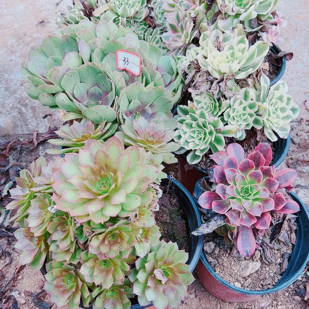 【闪购商品】无花朵（**）33号套餐6颗多肉植物