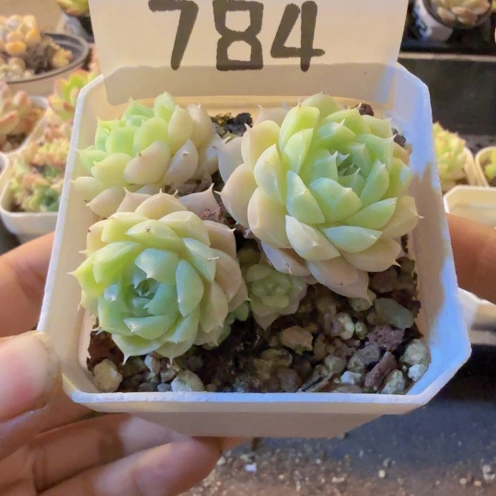 784，qqqqqqqqqqqqq