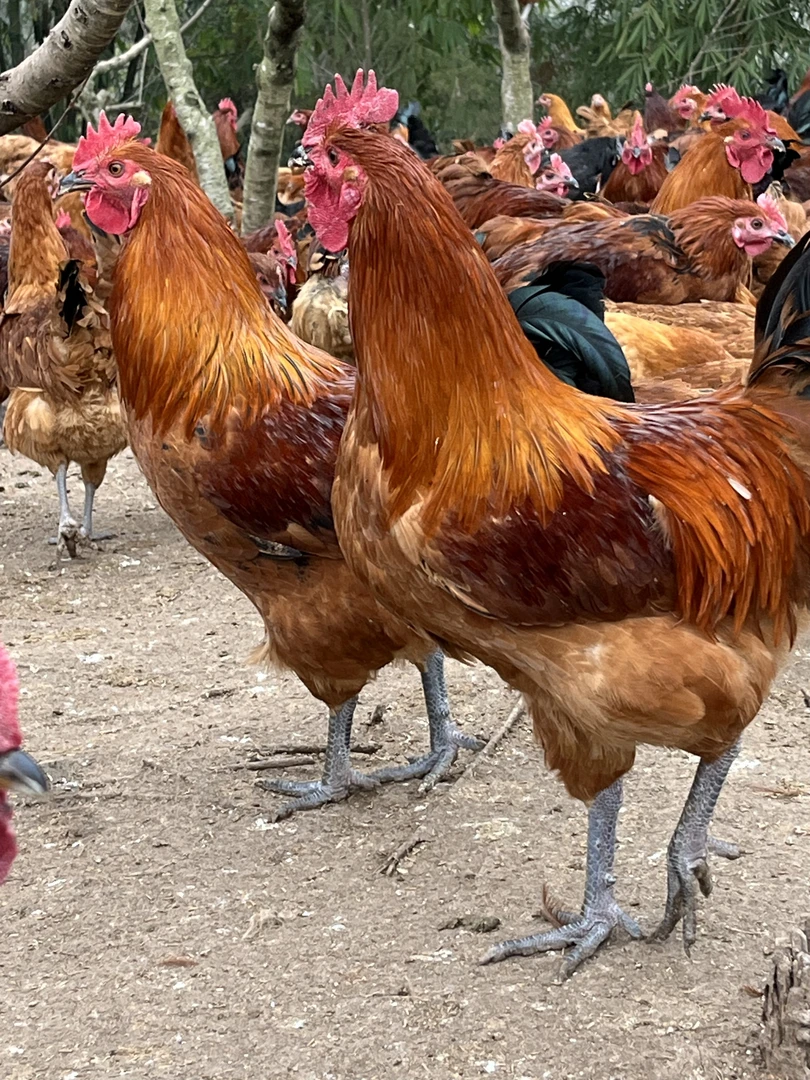 农村散养五谷杂粮跑山鸡